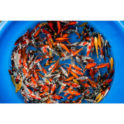 Hiroi Pond Packs (4-6") Hiroi Pond Packs (4-6")