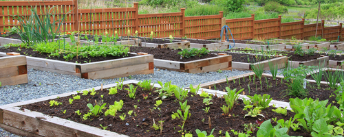 vegetable garden and herbal spirals