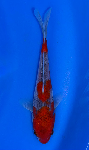 15cm Japanese Imported Goshiki - Koshiji - ICF7 - 3