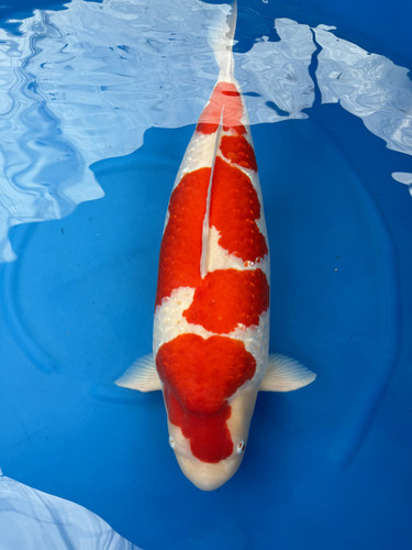 31" Ginrin Kohaku 31" Ginrin Kohaku
