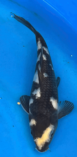 8” Japanese Imported Koi -Omasako Shiro Utsuri - 23 8” Japanese Imported Koi -Omasako Shiro Utsuri - 23