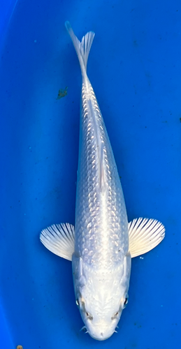 8” Japanese Imported Koi - Chogoro Platinum - 25 8” Japanese Imported Koi - Chogoro Platinum - 25