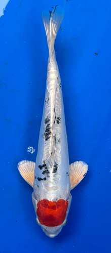 13” Japanese Imported Koi Doitsu Tancho Sanke - 2 13” Japanese Imported Koi Doitsu Tancho Sanke - 2