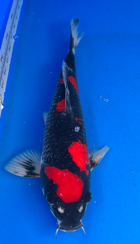 15” Japanese Imported Koi Goshiki - 3 15” Japanese Imported Koi Goshiki - 3
