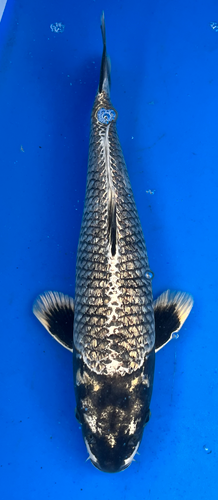 14” Japanese Imported Koi Ginrin Wagoi Kikokuryu (RARE) - 4 14” Japanese Imported Koi Ginrin Wagoi Kikokuryu (RARE) - 4