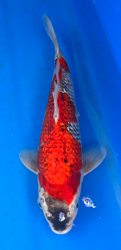 13.5” Japanese Imported Koi Ginrin Goshiki - 5 13.5” Japanese Imported Koi Ginrin Goshiki - 5