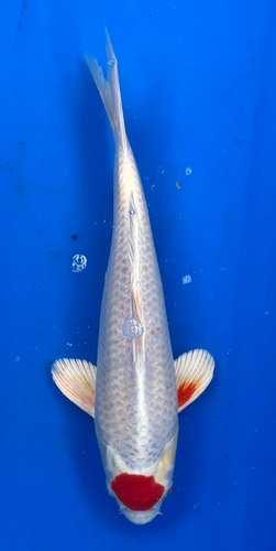 14.5” Japanese Imported Koi Tancho Hariwake - 7 14.5” Japanese Imported Koi Tancho Hariwake - 7