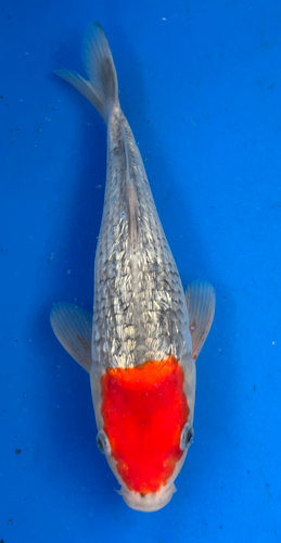 13.5” Japanese Imported Koi Ginrin Tancho Goshiki - 9 13.5” Japanese Imported Koi Ginrin Tancho Goshiki - 9