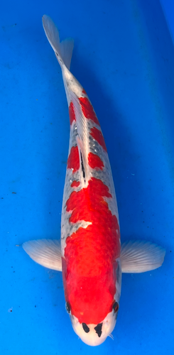18” Japanese Imported Koi Goshiki - 13 18” Japanese Imported Koi Goshiki - 13