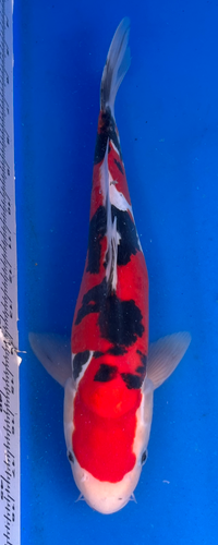14.5” Japanese Imported Koi Doitsu Sanke - 14 14.5” Japanese Imported Koi Doitsu Sanke - 14