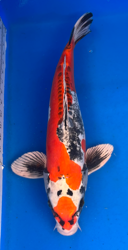 19” Japanese Imported Koi Beni Kikokuryu - 16 19” Japanese Imported Koi Beni Kikokuryu - 16