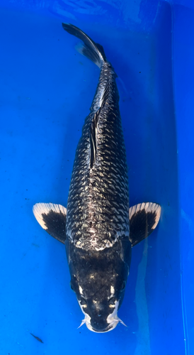 20” Japanese Imported Koi Ginrin Wagoi Kikokuryu - 17 20” Japanese Imported Koi Ginrin Wagoi Kikokuryu - 17