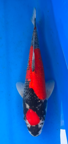 15” Japanese Imported Koi Maruten Goshiki - 18 15” Japanese Imported Koi Maruten Goshiki - 18