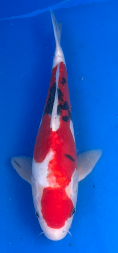 13.5” Japanese Imported Koi Doitsu Sanke 13.5” Japanese Imported Koi Doitsu Sanke