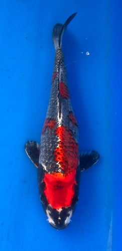 13.5” Japanese Imported Koi Beniginga 13.5” Japanese Imported Koi Beniginga