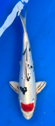 13.5” Japanese Imported Koi Doitsu Tancho Sanke 13.5” Japanese Imported Koi Doitsu Tancho Sanke