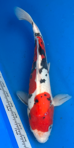 14” Japanese Imported Koi Doitsu Sanke 14” Japanese Imported Koi Doitsu Sanke