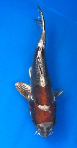 14” Japanese Imported Koi Doitsu Ochiba Shigure 14” Japanese Imported Koi Doitsu Ochiba Shigure