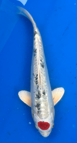 13” Japanese Imported Koi Tancho Beni Kikokuryu 13” Japanese Imported Koi Tancho Beni Kikokuryu