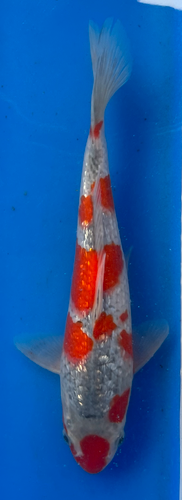 12” Japanese Imported Koi Ginrin Goshiki 12” Japanese Imported Koi Ginrin Goshiki