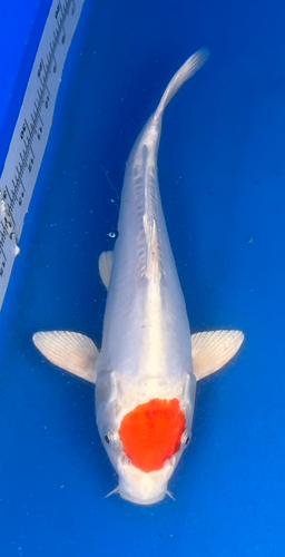 13” Japanese Imported Koi Doitsu Tancho Hariwake 13” Japanese Imported Koi Doitsu Tancho Hariwake