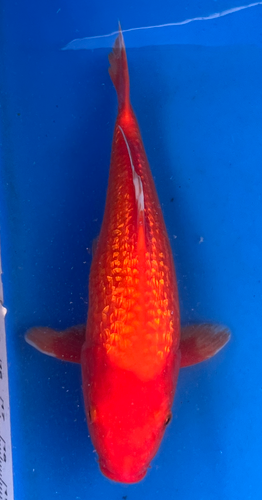 14” Japanese Imported Koi Ginrin Benigoi 14” Japanese Imported Koi Ginrin Benigoi