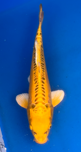 14” Japanese Imported Koi Doitsu Ki Matsuba 14” Japanese Imported Koi Doitsu Ki Matsuba