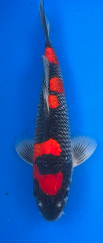 13.5” Japanese Imported Koi Goshiki 13.5” Japanese Imported Koi Goshiki