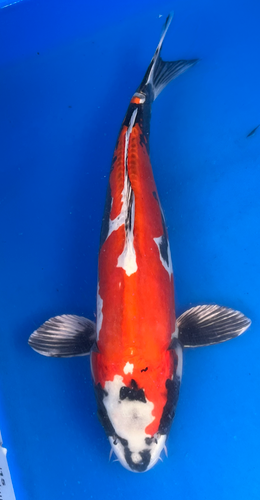 17” Japanese Imported Koi Beni Kikokuryu 17” Japanese Imported Koi Beni Kikokuryu