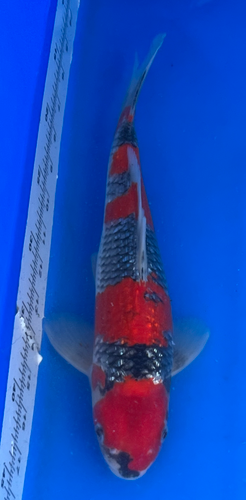 13.5” Japanese Imported Koi Ginrin Goshiki 13.5” Japanese Imported Koi Ginrin Goshiki