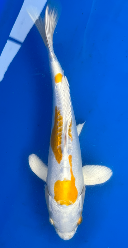 13.5” Japanese Imported Koi Lemon Hariwake 13.5” Japanese Imported Koi Lemon Hariwake