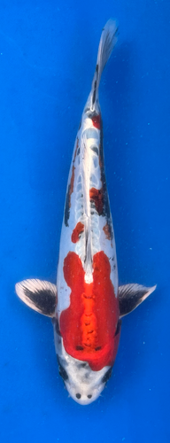 13” Japanese Imported Koi Beni Kikokuryu 13” Japanese Imported Koi Beni Kikokuryu