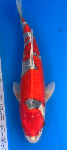 18” Japanese Imported Koi Goshiki 18” Japanese Imported Koi Goshiki