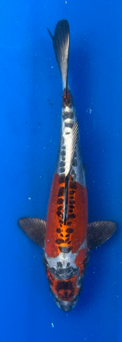 13” Japanese Imported Koi Beni Kikokuryu 13” Japanese Imported Koi Beni Kikokuryu