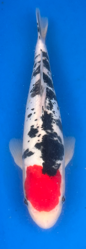 13” Japanese Imported Koi Doitsu Tancho Showa 13” Japanese Imported Koi Doitsu Tancho Showa