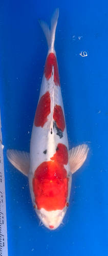 12” Japanese Imported Koi Beni Kikokuryu 12” Japanese Imported Koi Beni Kikokuryu