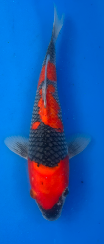 12” Japanese Imported Koi Goshiki 12” Japanese Imported Koi Goshiki