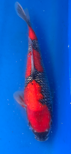 12” Japanese Imported Koi Ginrin Goshiki 12” Japanese Imported Koi Ginrin Goshiki