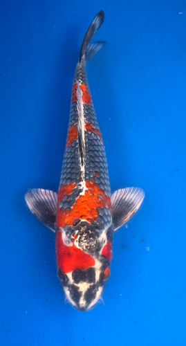 15.5” Japanese Imported Koi Beniginga 15.5” Japanese Imported Koi Beniginga