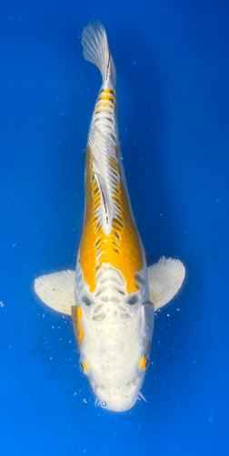 13” Japanese Imported Koi Lemon Hariwake 13” Japanese Imported Koi Lemon Hariwake