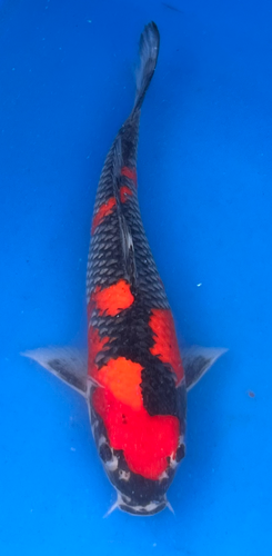 13” Japanese Imported Koi Goshiki 13” Japanese Imported Koi Goshiki