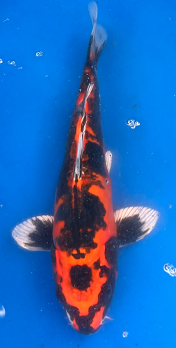 12” Japanese Imported Koi Beni Kikokuryu 12” Japanese Imported Koi Beni Kikokuryu