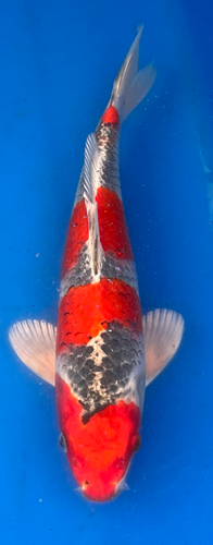 13” Japanese Imported Koi Goshiki 13” Japanese Imported Koi Goshiki
