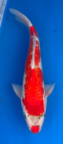 13.5” Japanese Imported Koi Ginrin Goshiki 13.5” Japanese Imported Koi Ginrin Goshiki