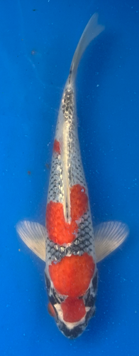 11” Japanese Imported Koi Ginrin Goshiki 11” Japanese Imported Koi Ginrin Goshiki