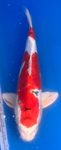 12.5” Japanese Imported Koi Beni Kikokuryu 12.5” Japanese Imported Koi Beni Kikokuryu