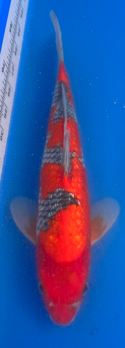 12.5” Japanese Imported Koi Goshiki 12.5” Japanese Imported Koi Goshiki