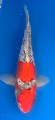 12” Japanese Imported Koi Doitsu Goshiki 12” Japanese Imported Koi Doitsu Goshiki
