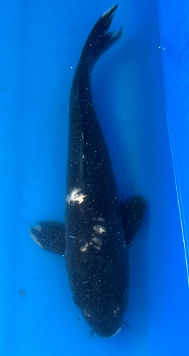 13.5” Japanese Imported Koi Hageshiro 13.5” Japanese Imported Koi Hageshiro