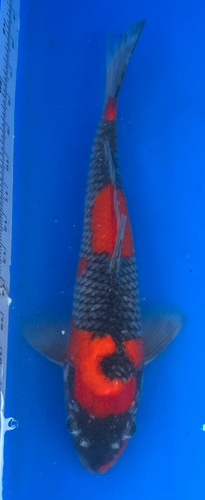 13.5” Japanese Imported Koi Goshiki 13.5” Japanese Imported Koi Goshiki